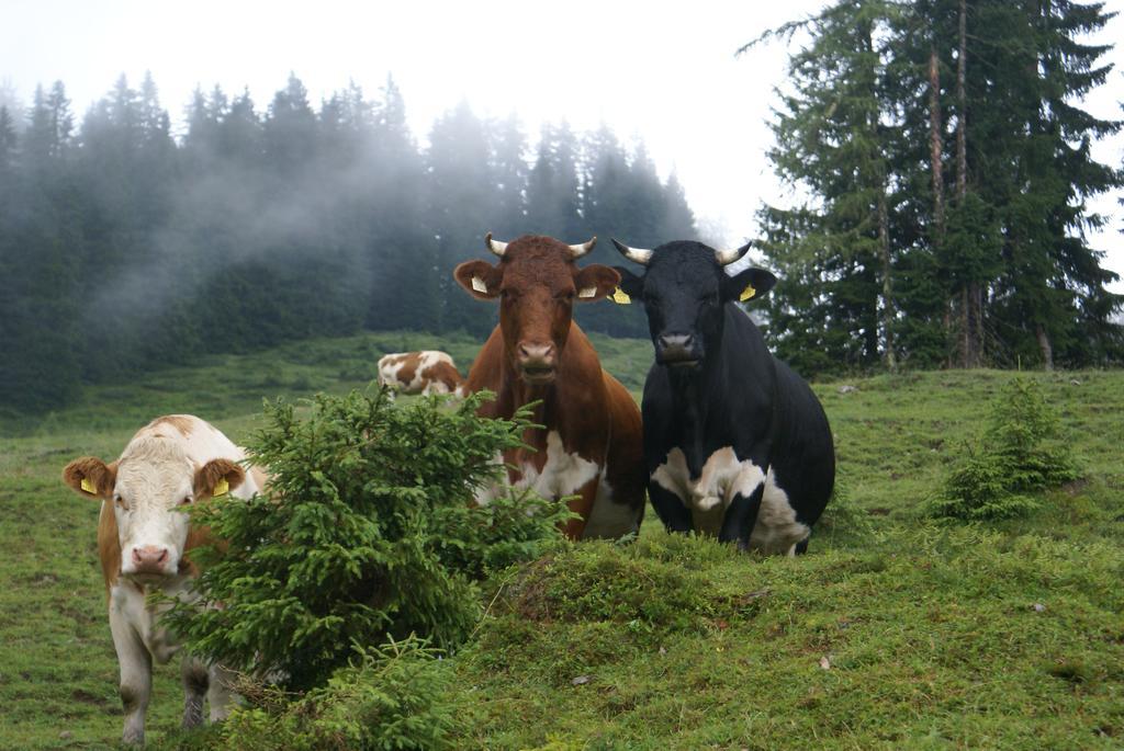 Mühlbach am Hochkönig Das Sonneck מראה חיצוני תמונה